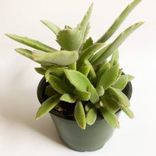 Load image into Gallery viewer, Kalanchoe Plant Kit